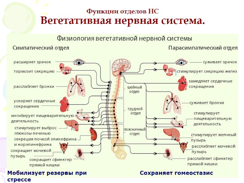 Функции отделов НС Вегетативная нервная система. Мобилизует резервы при стрессе Сохраняет гомеостазис